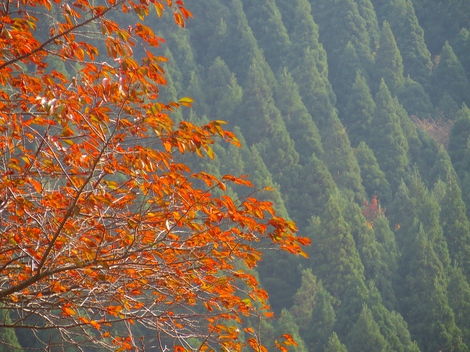 今日も秋風景の中で・・木曜日