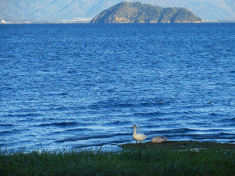 白鳥さん～琵琶湖
