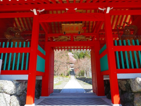 晴れて・・桜も目立ってきてますが~ 晴れて・・桜も目立ってきてますが~