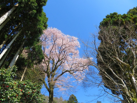 晴れて・・桜も目立ってきてますが~ 晴れて・・桜も目立ってきてますが~