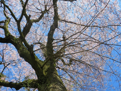 晴れて・・桜も目立ってきてますが~ 晴れて・・桜も目立ってきてますが~
