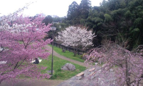 晴れて・・桜も目立ってきてますが~ 晴れて・・桜も目立ってきてますが~