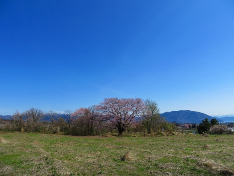 晴れて・・桜も目立ってきてますが~ 晴れて・・桜も目立ってきてますが~