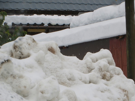 冬と共存で・・メタセコイヤ並木‥大雪注意報継続 冬と共存で・・メタセコイヤ並木‥大雪注意報継続