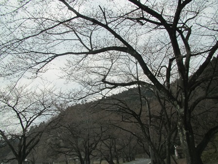 海津大崎・・今津港・・山辺のエドヒガンは開花