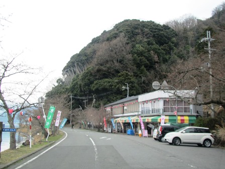 海津大崎・・今津港・・山辺のエドヒガンは開花