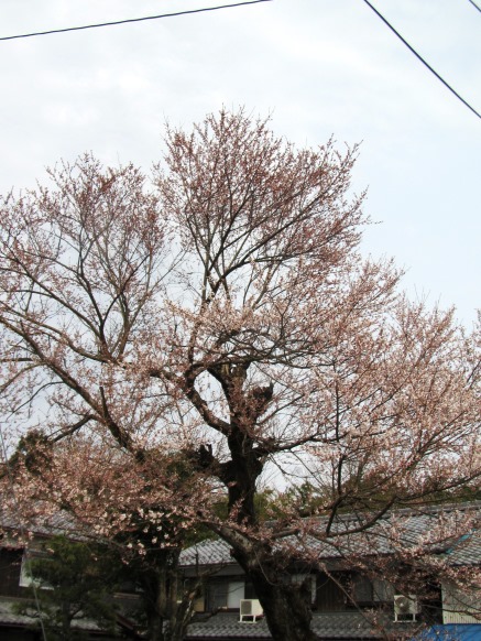 海津大崎・・今津港・・山辺のエドヒガンは開花