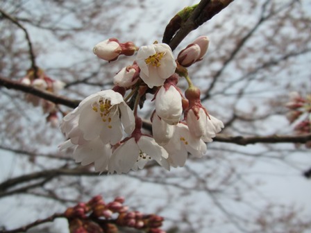 海津大崎・・今津港・・山辺のエドヒガンは開花