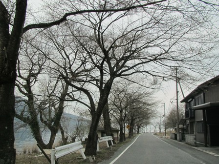 海津大崎・・今津港・・山辺のエドヒガンは開花