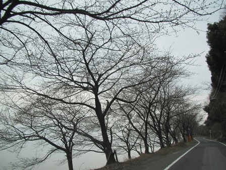 海津大崎・・今津港・・山辺のエドヒガンは開花