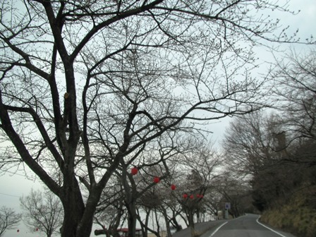 海津大崎・・今津港・・山辺のエドヒガンは開花