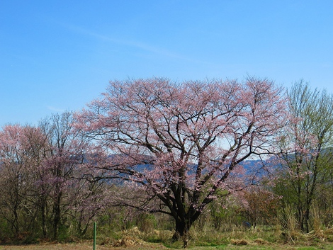 晴れて・・桜も目立ってきてますが~ 晴れて・・桜も目立ってきてますが~