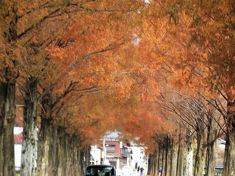 メタセコイヤ並木・・にぎわって・・11月最終日でした メタセコイヤ並木・・にぎわって・・11月最終日でした