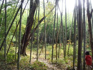 レポート)11月の定期作業&冒険遊び場トライアル