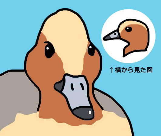 ヒドリガモ ヒドリガモ