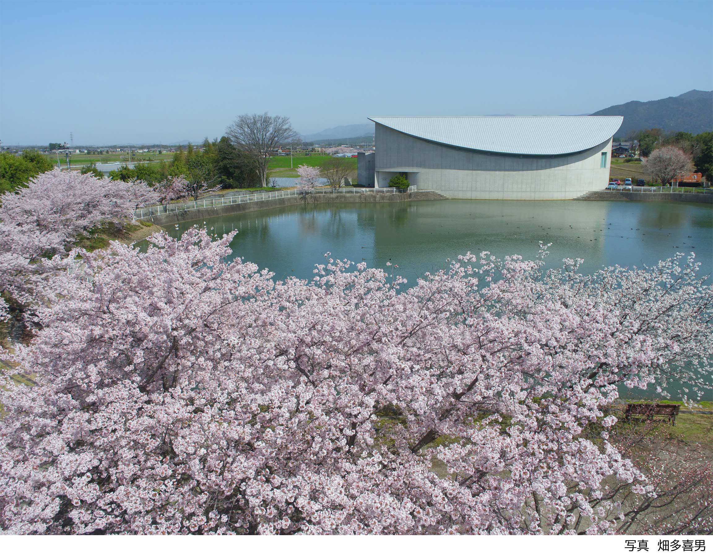 ドローンで撮影された探検の殿堂と満開の桜 桜 満 開