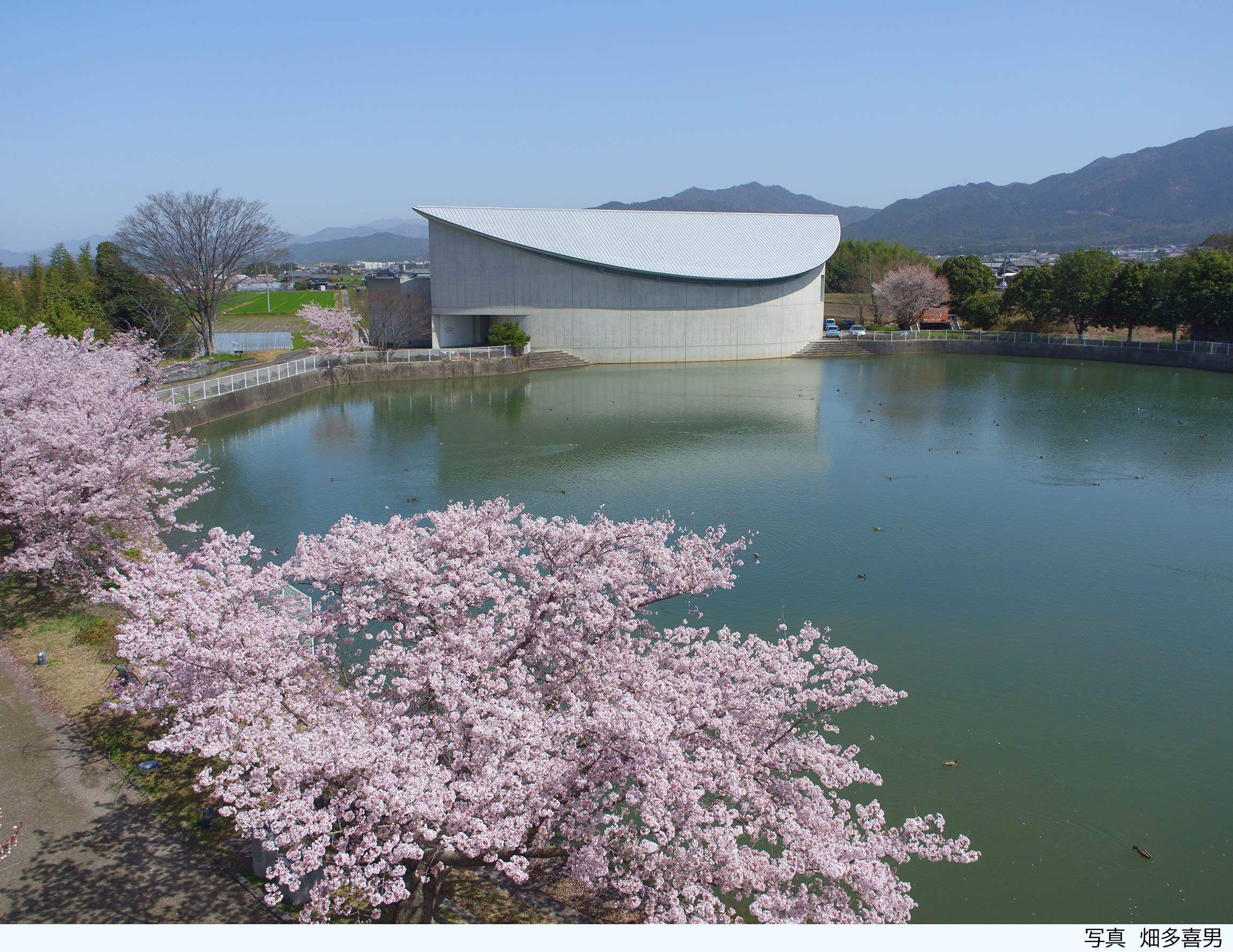 ドローンで撮影された探検の殿堂と満開の桜02 桜 満 開