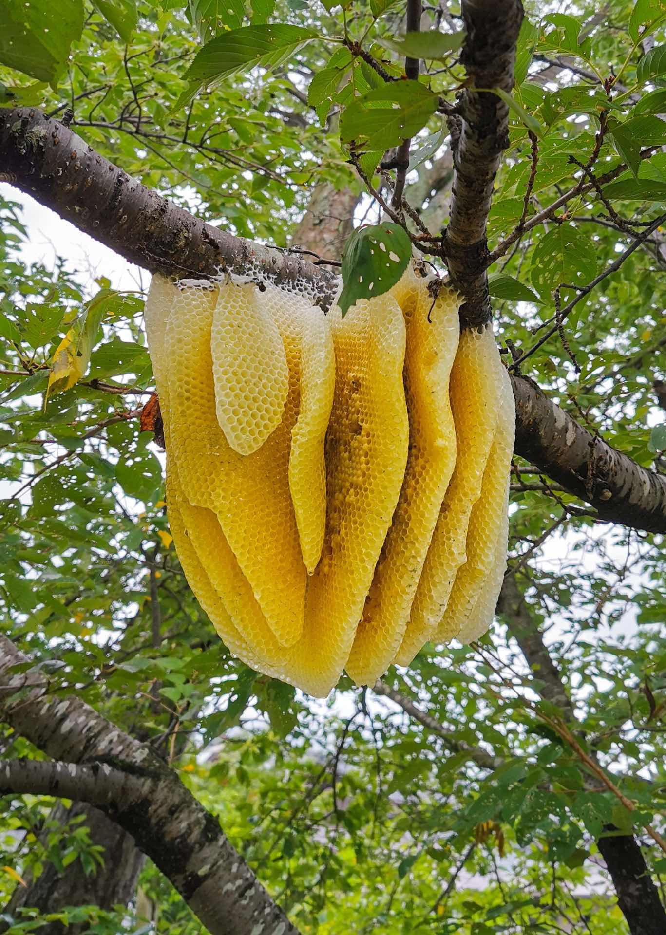 ボスが蜜蝋を作るようです 廃棄されたセイヨウミツバチの巣