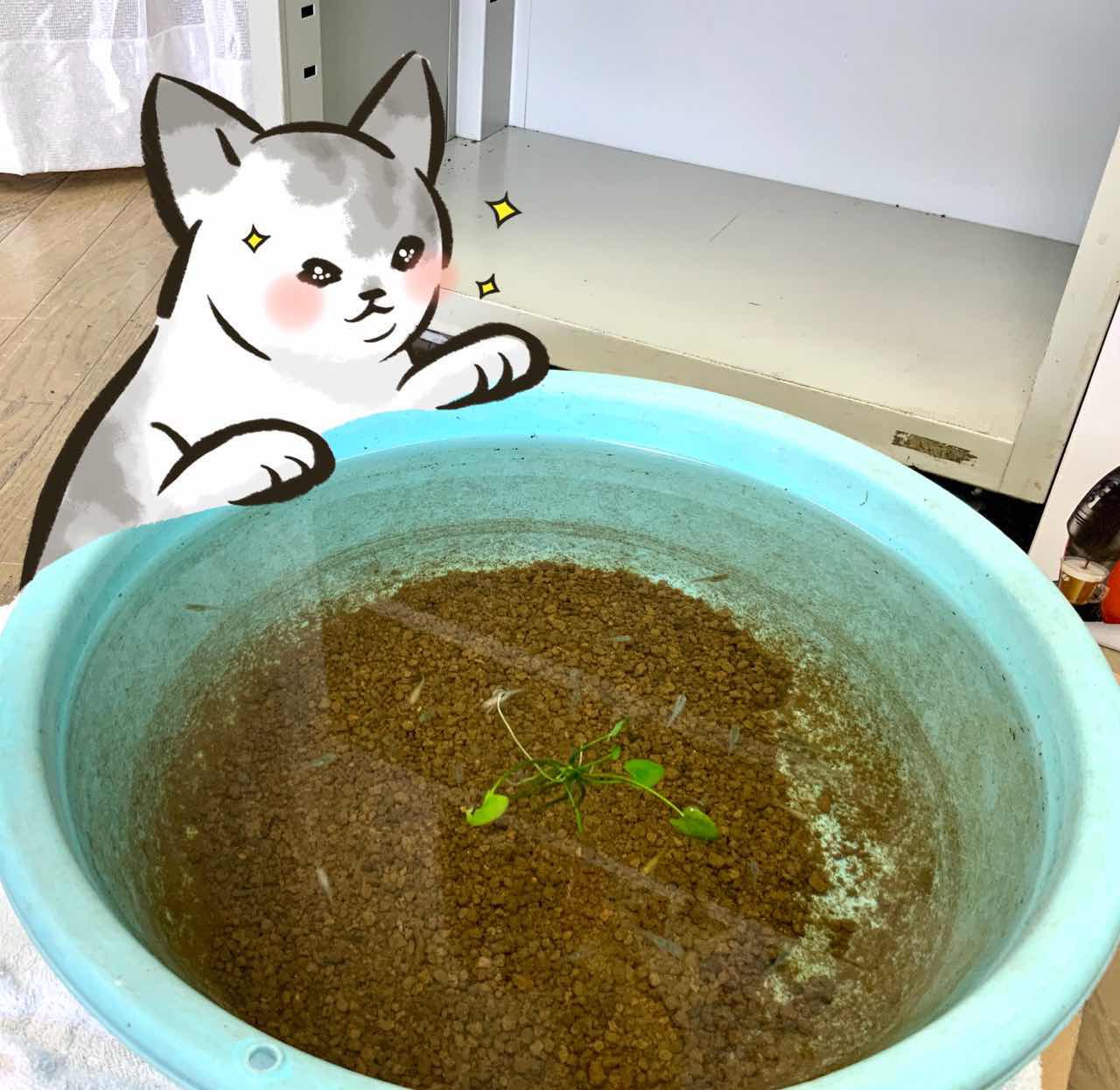 メダカの奇跡 メダカの奇跡