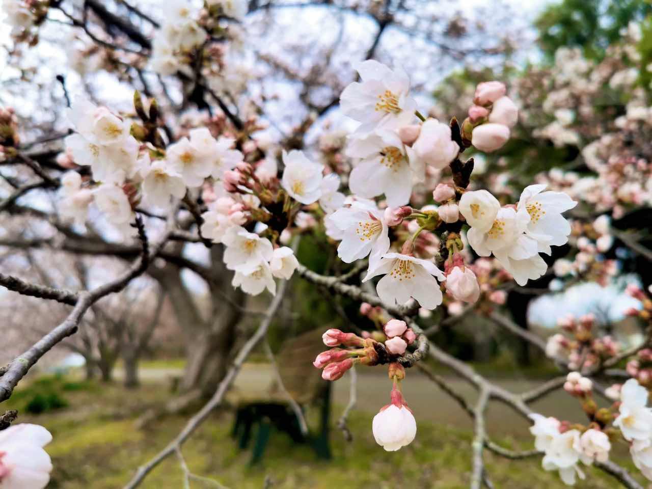 探検の殿堂の桜2022