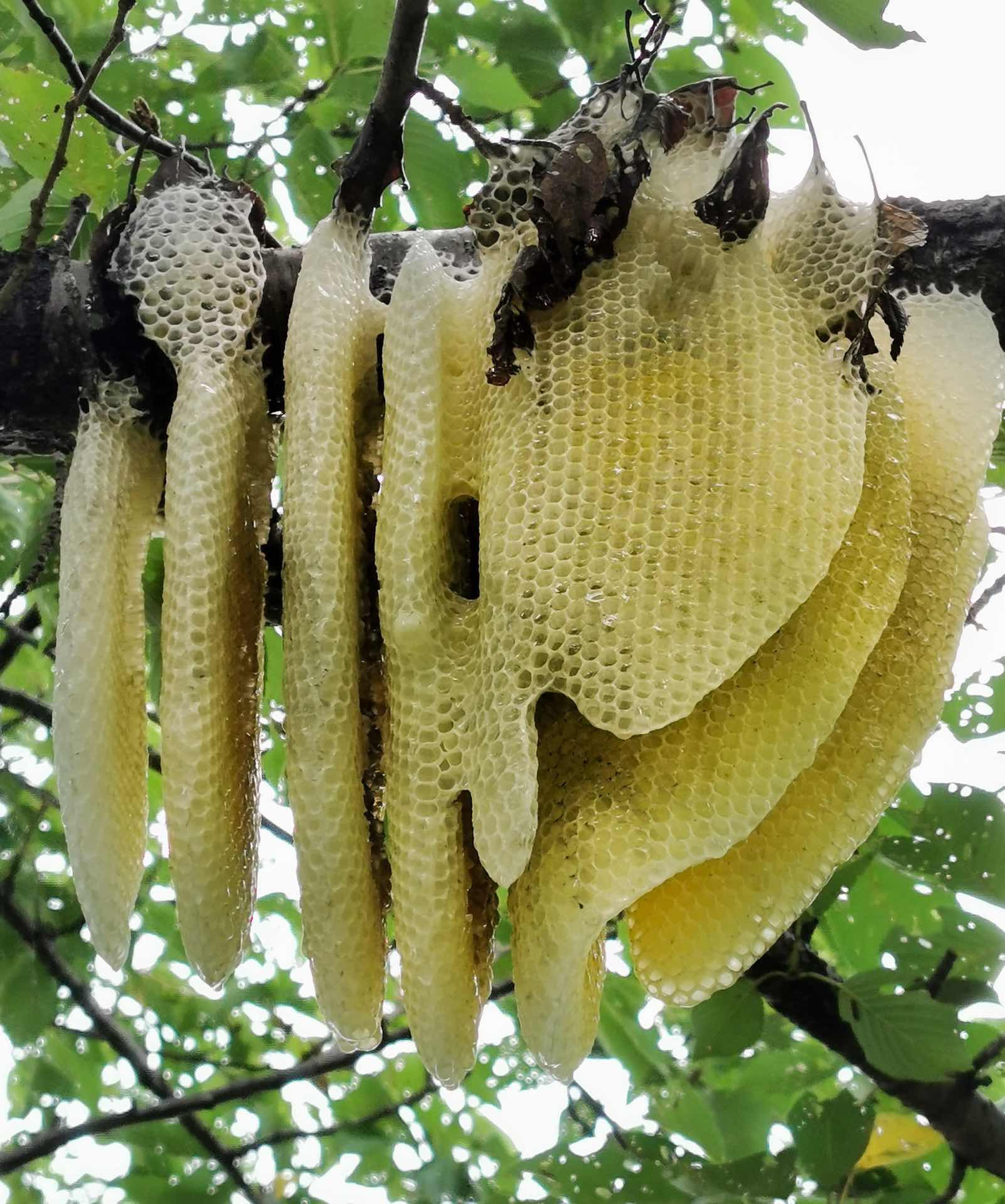ボスが蜜蝋を作るようです セイヨウミツバチの巣