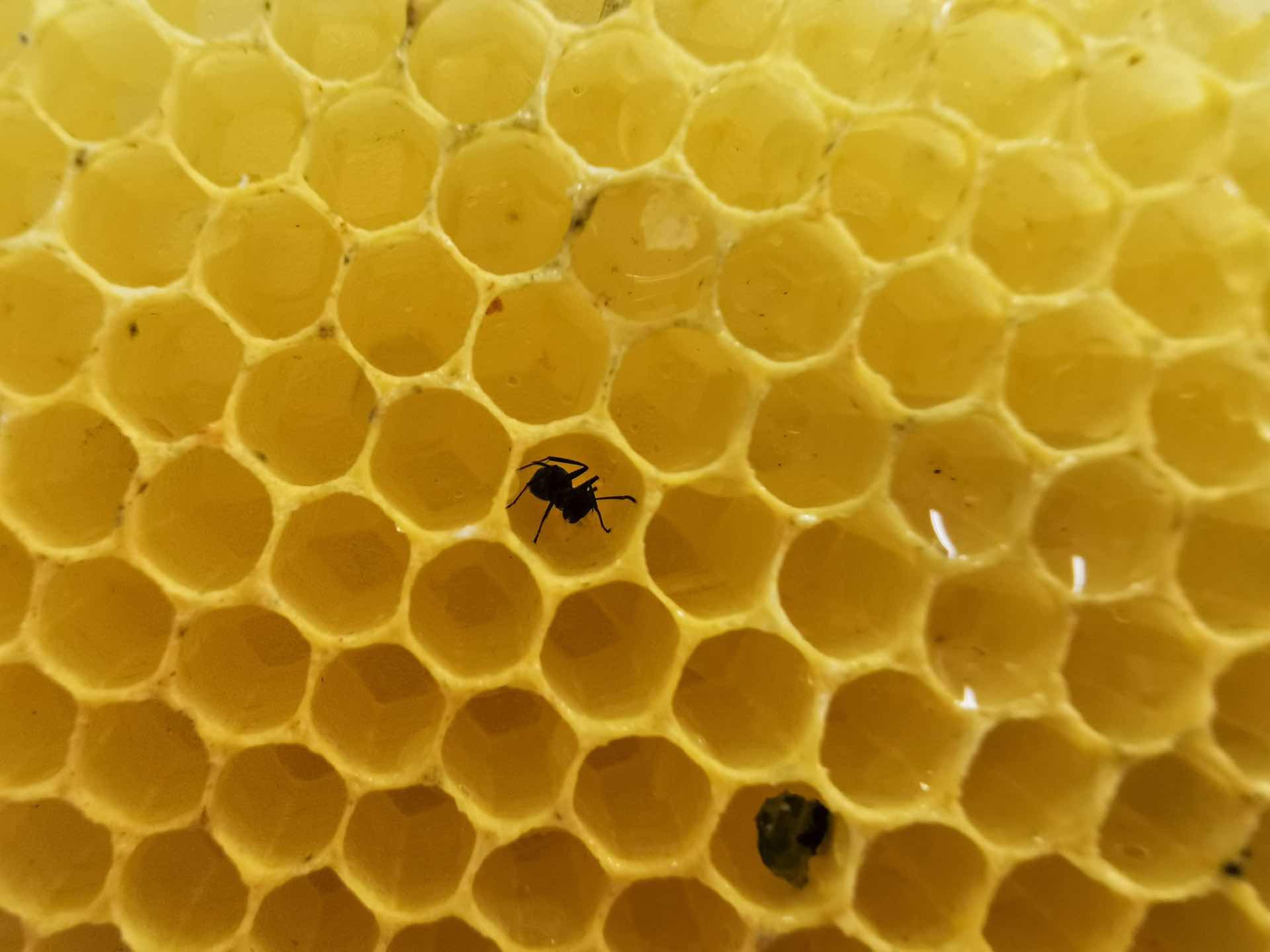 ボスが蜜蝋を作るようです セイヨウミツバチの巣