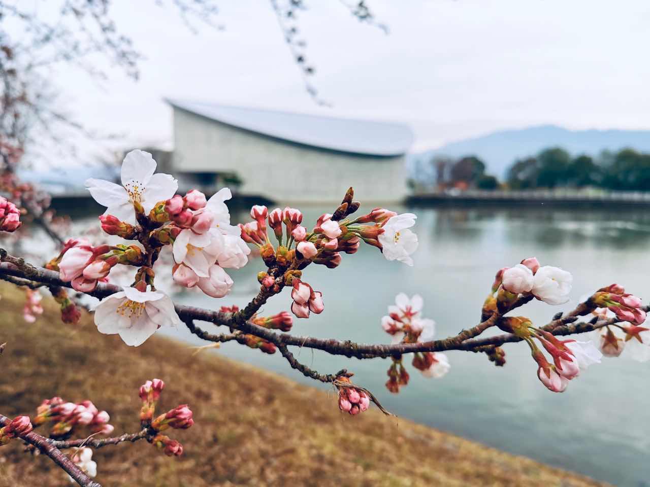10分の1くらい咲いた桜 10分の1くらい咲いた桜