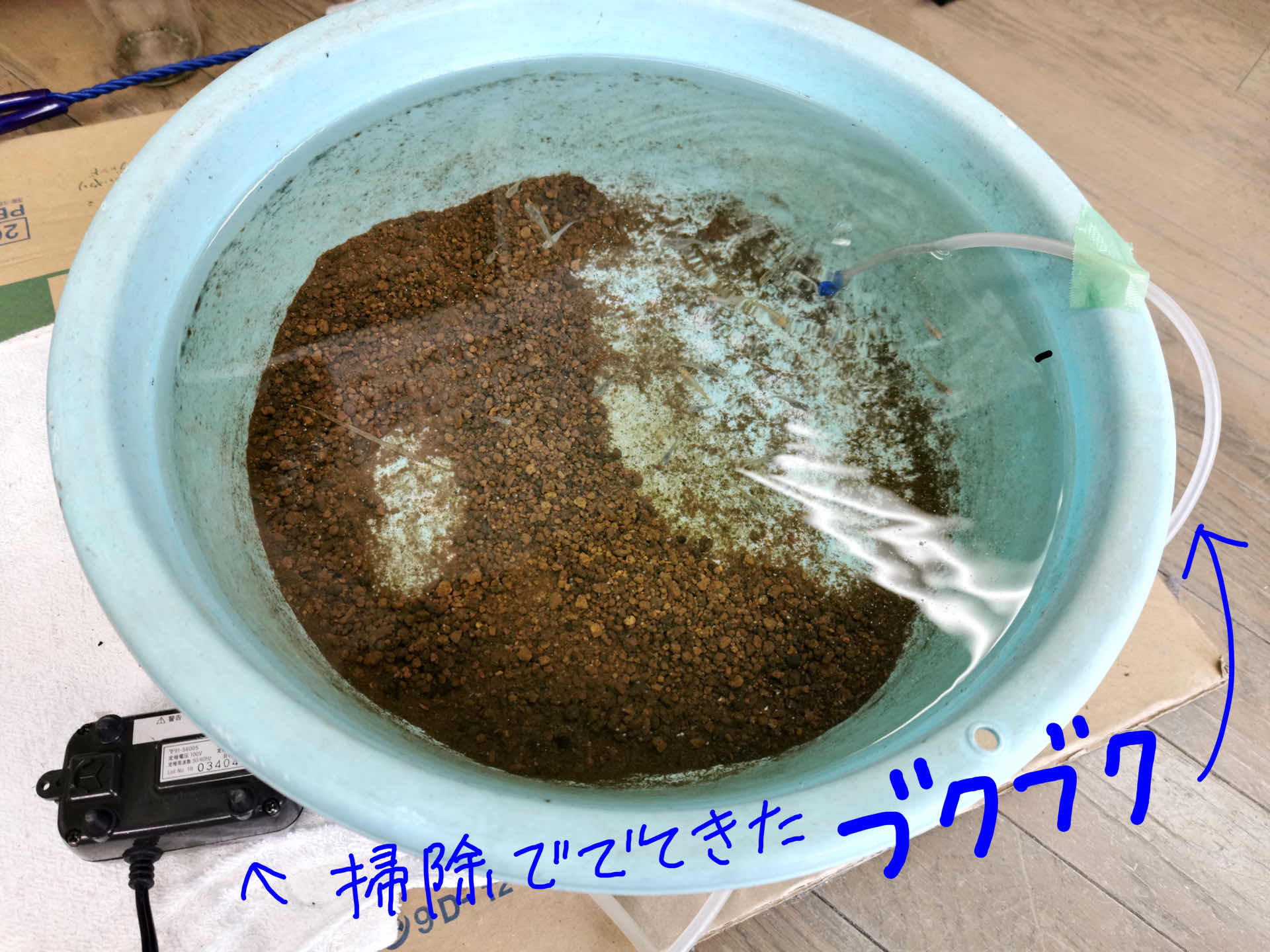 最近のメダカ 探検の殿堂のメダカ