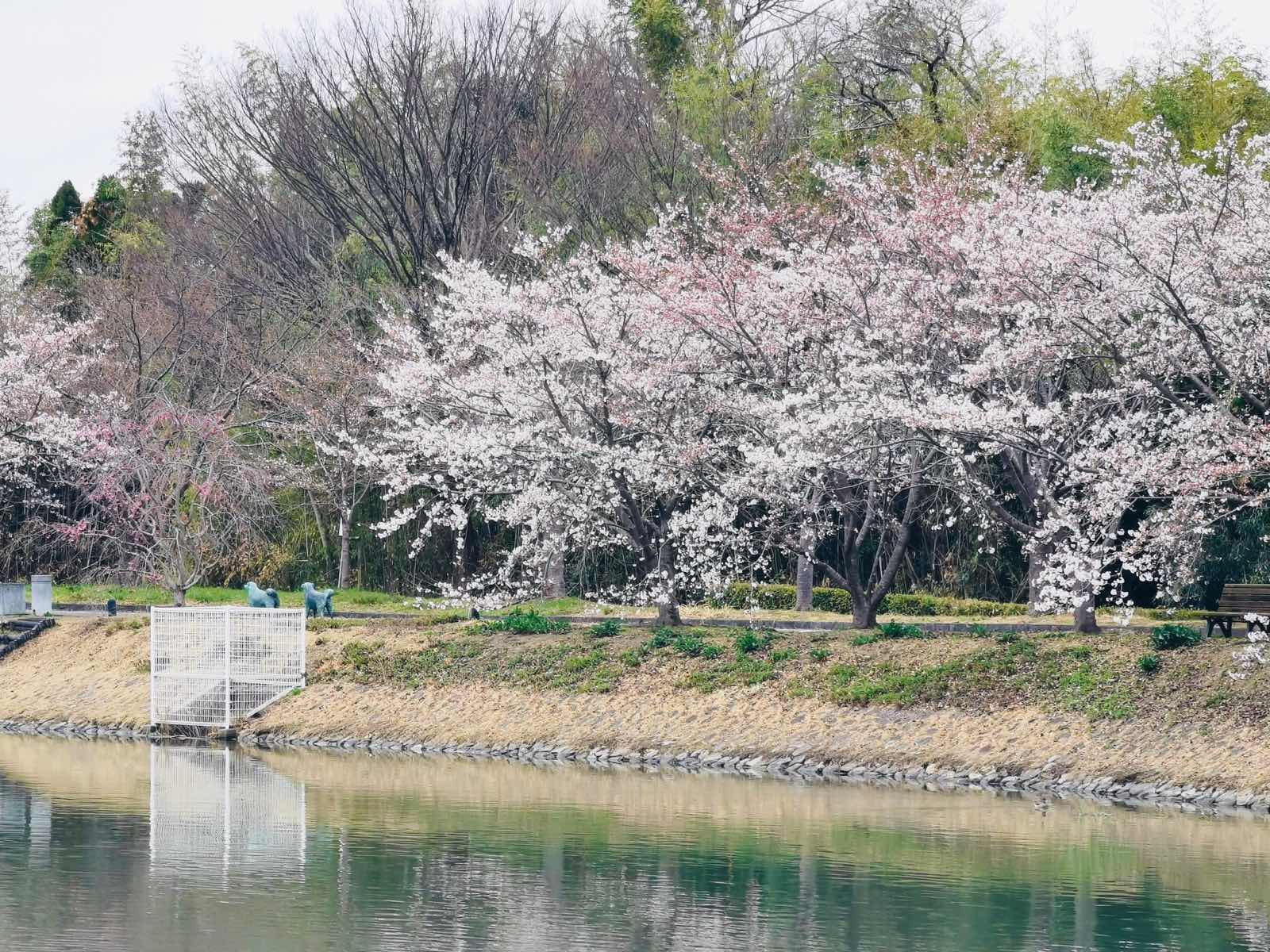 探検の殿堂の桜2022