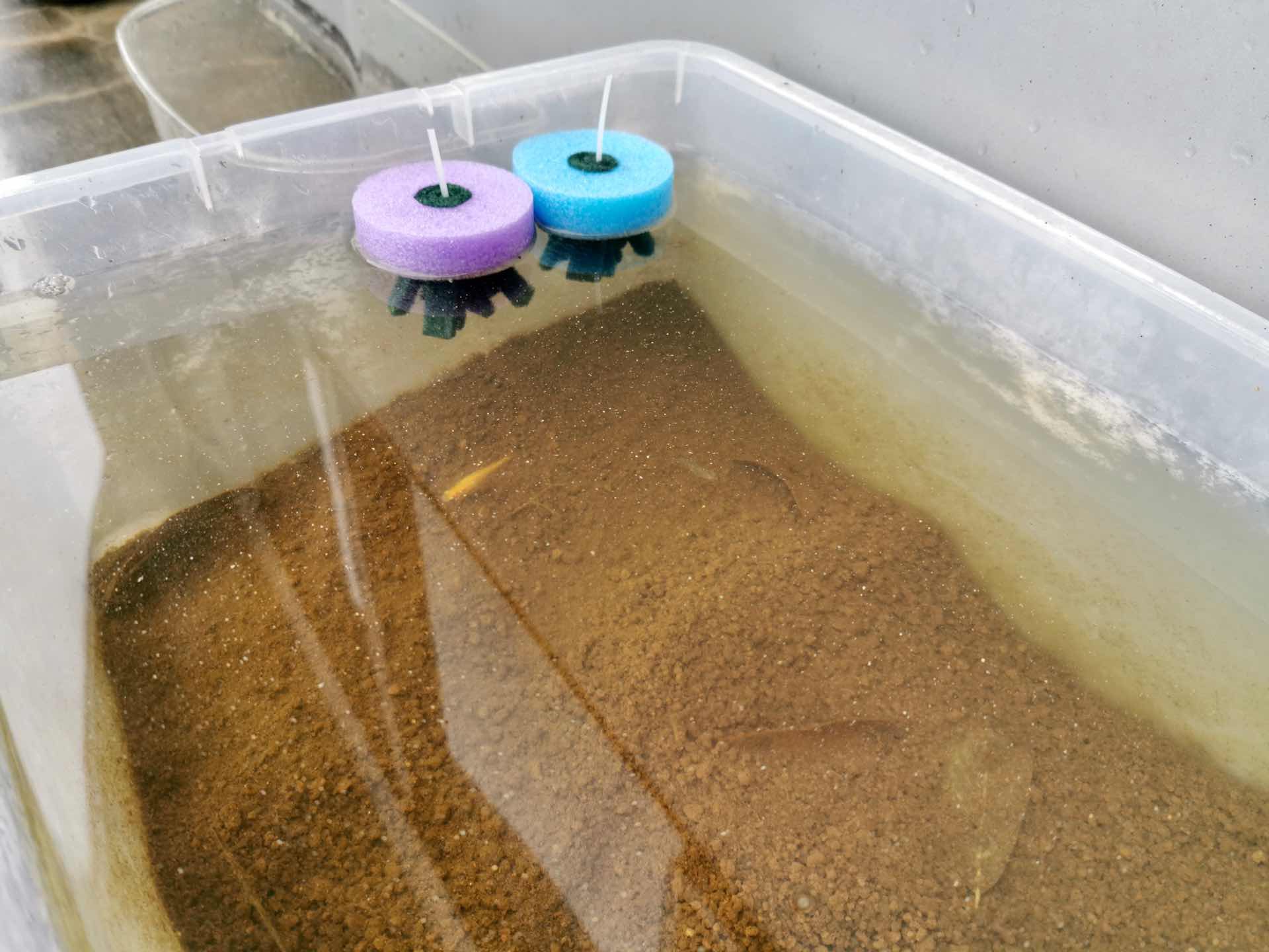 最近のメダカ 探検の殿堂のメダカ