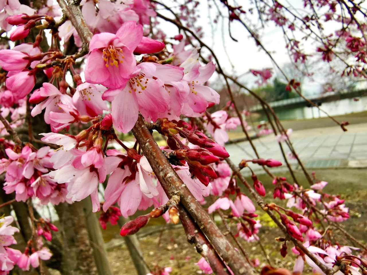 10分の1くらい咲いた桜 10分の1くらい咲いた桜
