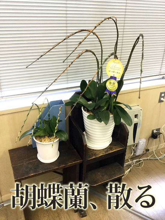 花が散った胡蝶蘭 花が散った胡蝶蘭