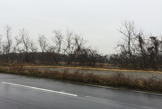 愛知川の川沿い 愛知川の川沿い