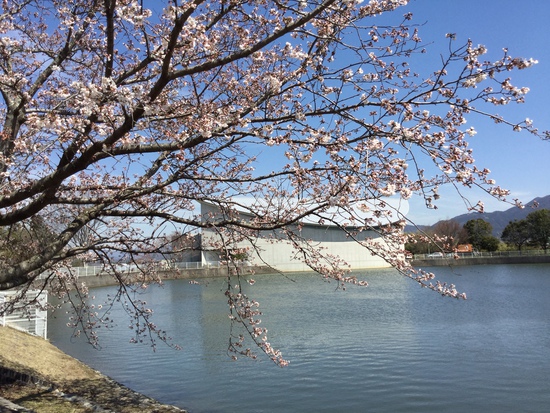 桜の開花状況 桜の開花状況