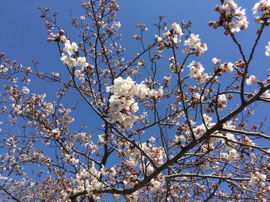 桜の開花状況 桜の開花状況