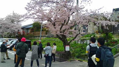 彦根路地裏の桜散策