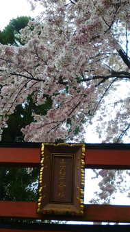彦根路地裏の桜散策