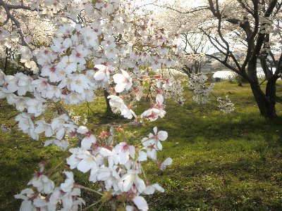 春です！　桜満開！
