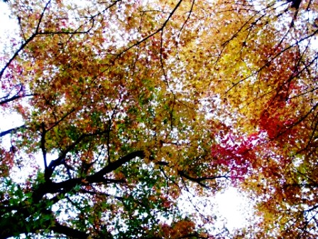 さざんか??・・花名音痴で。