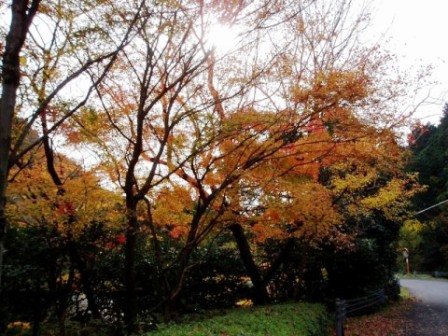 さざんか??・・花名音痴で。