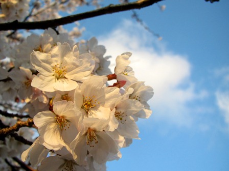 明日は「川上まつり」・・そして桜