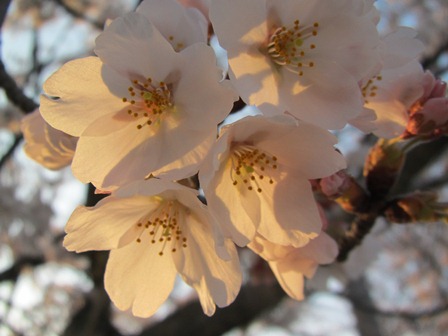 明日は「川上まつり」・・そして桜