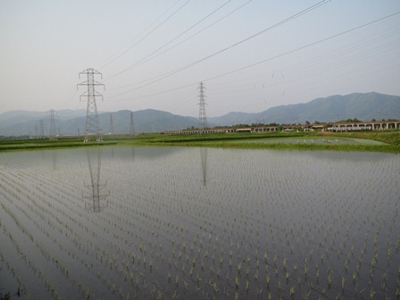 帰り道・・・田んぼ