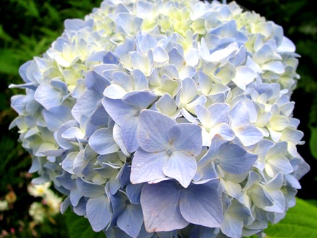 紫陽花・・