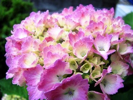 紫陽花・・
