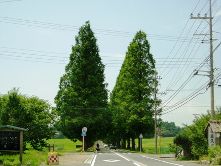 真夏の暑さは高島市内を濃緑にしてしまう