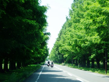 真夏の暑さは高島市内を濃緑にしてしまう