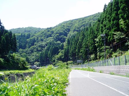 真夏の暑さは高島市内を濃緑にしてしまう