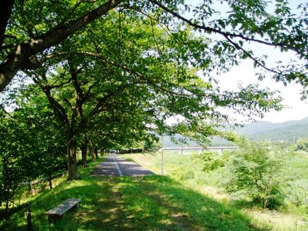 真夏の暑さは高島市内を濃緑にしてしまう