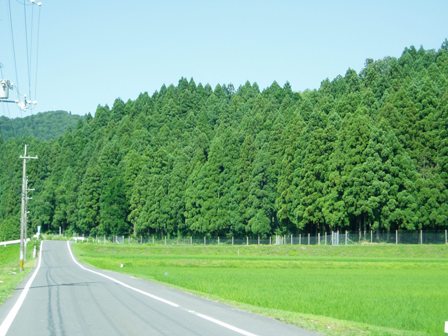 真夏の暑さは高島市内を濃緑にしてしまう